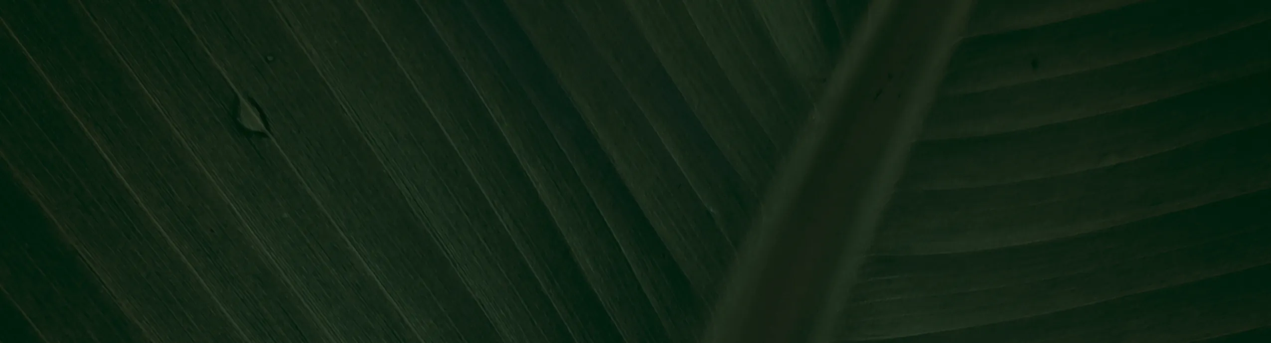 Alternanthera Reineckii Mini