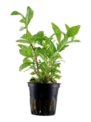 Hygrophila Polysperma