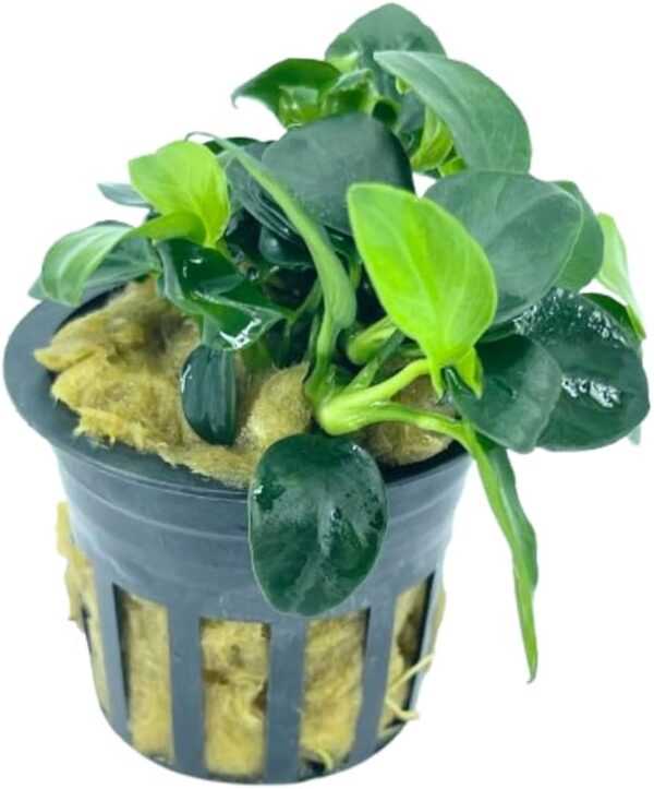 Anubias Nana