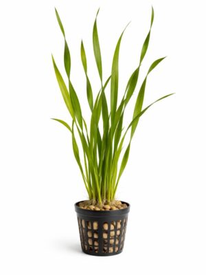 Vallisneria Spiralis