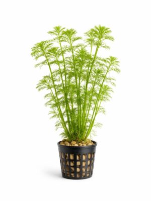 Limnophila Sessiliflora