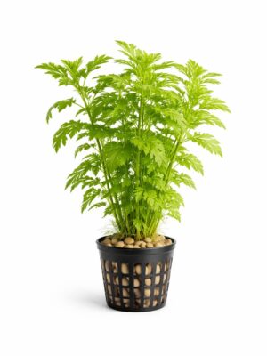 Hygrophila Difformis