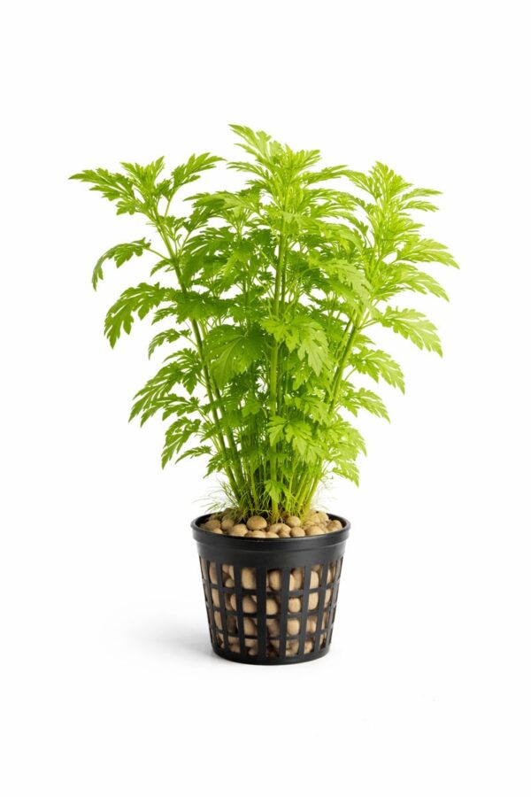 ChatGPT Image Dec 22, 2025, 02_27_35 AM Hygrophila Difformis