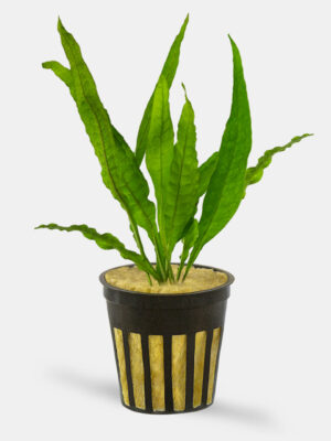 Java Fern