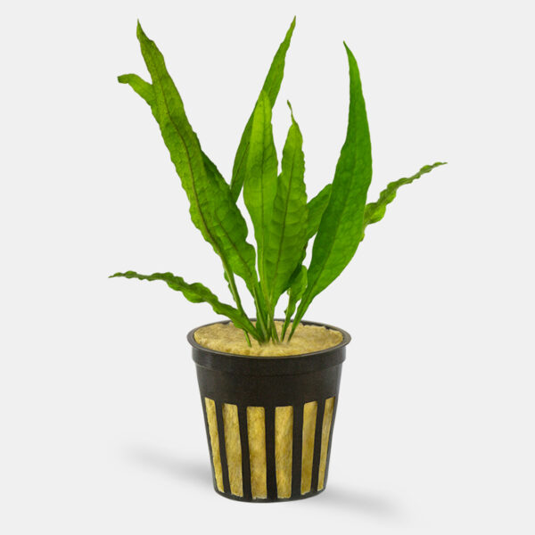 POTTED_Java_Fern_13179_copy__71286 Java Fern