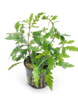 Hygrophila Pinnatifida