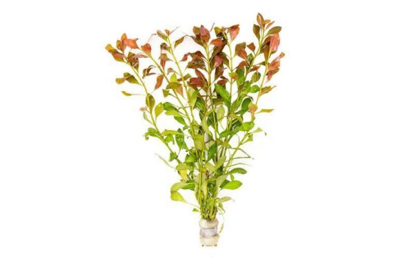 ludwigia-repens-30565243093192_800x533 Ludwigia Repens