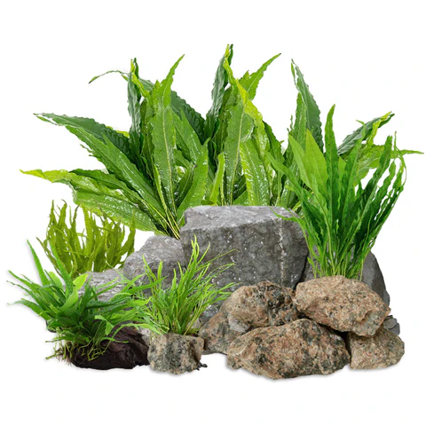microsorum-pteropus-Java_Fern_Complete_Care_Guide_Castle_Dawn_Aquatics_480x480 Java Fern